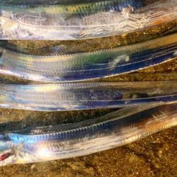 淡路島観光ホテルにて夜釣り。太刀魚釣れました。